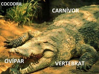 VERTEBRAT CARNÍVOR OVÍPAR COCODRIL 
