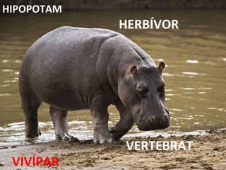 VERTEBRAT HERBÍVOR VIVÍPAR HIPOPOTAM 