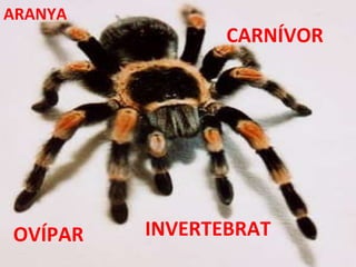INVERTEBRAT CARNÍVOR OVÍPAR ARANYA 