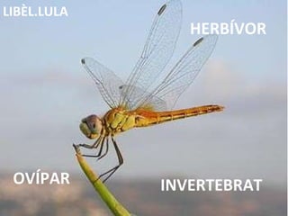 INVERTEBRAT HERBÍVOR OVÍPAR LIBÈL.LULA 