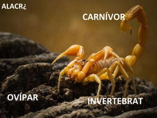 INVERTEBRAT CARNÍVOR OVÍPAR ALACRÀ 