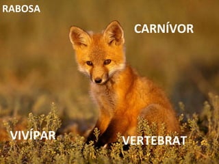 VERTEBRAT CARNÍVOR VIVÍPAR RABOSA 