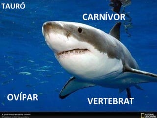 VERTEBRAT CARNÍVOR OVÍPAR TAURÓ 