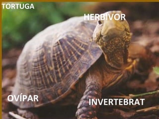 INVERTEBRAT HERBÍVOR OVÍPAR TORTUGA 