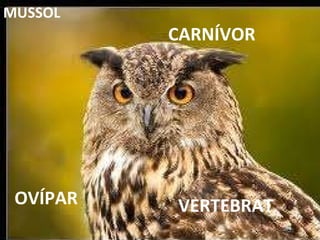 VERTEBRAT CARNÍVOR OVÍPAR MUSSOL 
