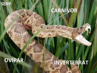 INVERTEBRAT CARNÍVOR OVÍPAR SERP 