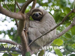 VERTEBRAT HERBÍVOR VIVÍPAR PERESÓS 