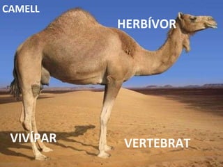 VERTEBRAT HERBÍVOR VIVÍPAR CAMELL 