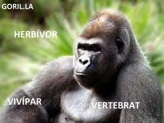 VERTEBRAT HERBÍVOR VIVÍPAR GORIL.LA 
