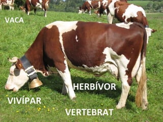 VERTEBRAT HERBÍVOR VIVÍPAR VACA 
