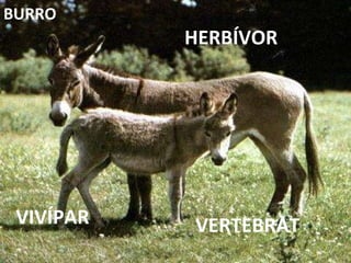 VERTEBRAT HERBÍVOR VIVÍPAR BURRO 