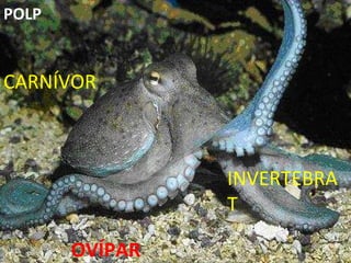 INVERTEBRAT CARNÍVOR OVÍPAR POLP 