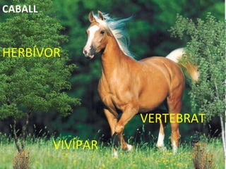 VERTEBRAT HERBÍVOR VIVÍPAR CABALL 