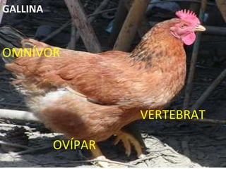 VERTEBRAT OMNÍVOR OVÍPAR GALLINA 