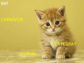 VERTEBRAT CARNÍVOR VIVÍPAR GAT 