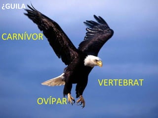 VERTEBRAT CARNÍVOR OVÍPAR ÀGUILA 