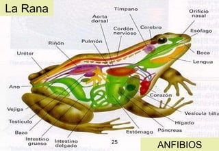 La Rana ANFIBIOS 25 