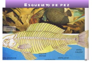 Esqueleto de pez 33 