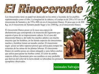 El Rinoceronte Los rinocerontes tiene un papel tan destacado en los mitos y leyendas de los pueblos septentrionales como el lobo. La longitud de la cabeza y el cuerpo es de 250 a 315 cm en el rinoceronte de Sumatra y de 370 a 400 cm en el rinoceronte blanco. El peso que es de 800 Kg. en el rinoceronte de Sumatra puede llegar a los 2300 Kg. en el rinoceronte blanco. El rinoceronte blanco posee en la nuca una especie de abultamiento que corresponde a la inserción del ligamento que soporta el peso de su impresionante cabeza. En el caso del rinoceronte blanco y del indio los machos adultos son mucho mayores que las hembras, en las demás especies de rinocerontes machos y hembras tienen un tamaño similar. El rinoceronte negro  posee un labio superior prensil que utiliza para romper los extremos de las ramas de las plantas leñosas. El rinoceronte blanco en cambio posee un cráneo alargado y unos labios anchos que utiliza para pastar las hierbas cortas. El color de ambas especies difiere claramente pero sus nombres es muy probable que deriven del color de la tierra donde se rebozaban los primeros ejemplares observados. Animales Salvajes 