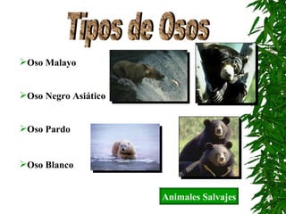 Tipos de Osos Oso Malayo Oso Negro Asiático Oso Pardo Oso Blanco Animales Salvajes 