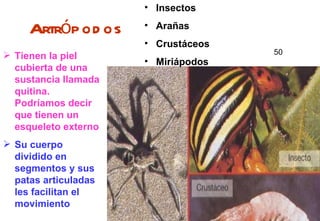 Artrópodos Insectos Arañas Crustáceos Miriápodos Tienen la piel cubierta de una sustancia llamada quitina. Podríamos decir que tienen un esqueleto externo Su cuerpo dividido en segmentos y sus patas articuladas les facilitan el movimiento 50 