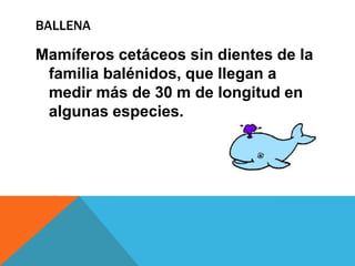 BALLENA
Mamíferos cetáceos sin dientes de la
familia balénidos, que llegan a
medir más de 30 m de longitud en
algunas especies.