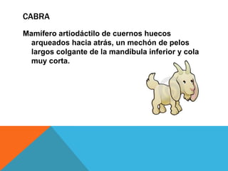 CABRA
Mamífero artiodáctilo de cuernos huecos
arqueados hacia atrás, un mechón de pelos
largos colgante de la mandíbula inferior y cola
muy corta.