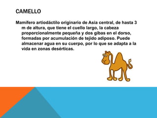 CAMELLO
Mamífero artiodáctilo originario de Asia central, de hasta 3
m de altura, que tiene el cuello largo, la cabeza
proporcionalmente pequeña y dos gibas en el dorso,
formadas por acumulación de tejido adiposo. Puede
almacenar agua en su cuerpo, por lo que se adapta a la
vida en zonas desérticas.