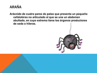 ARAÑA
Arácnido de cuatro pares de patas que presenta un pequeño
cefalotórax no articulado al que se une un abdomen
abultado, en cuyo extremo tiene los órganos productores
de seda o hileras.