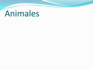 Animales
 