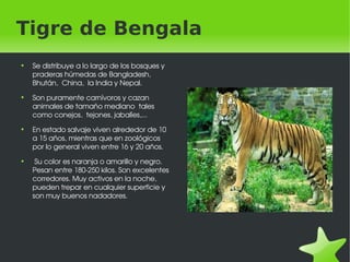 Tigre de Bengala ,[object Object],[object Object],[object Object],[object Object]