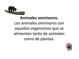 Animales omnívoros.
Los animales omnívoros son
aquellos organismos que se
alimentan tanto de animales
como de plantas.