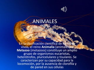 ANIMALES


 En la clasificación científica de los seres
   vivos, el reino Animalia (animales) o
Metazoo (metazoos) constituye un amplio
     grupo de organismos eucariotas,
heterótrofos, pluricelulares y tisulares. Se
  caracterizan por su capacidad para la
locomoción, por la ausencia de clorofila y
          de pared en sus células
 