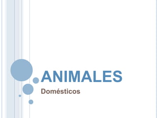 ANIMALES
Domésticos
 