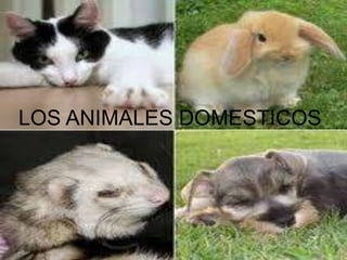 LOS ANIMALES DOMESTICOS
 