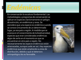 En conservación la escala es fundamental. Las
metodologías y programas de conservación se
aplican en especies clarísimamente en peligro
de extinción, en endémicas y raras. Se
considera que una especie es endémica cuando
se conoce únicamente de un determinado
lugar, ya sea país o región. A medida que se
avanza en el conocimiento de la biodiversidad,
especies que eran consideradas endémicas
dejan de serlo en el momento en que se
encuentran en otro país o región. No
necesariamente las especie endémicas están
amenazadas, aunque suele ser así. Hay especies
endémicas que están ampliando su área de
distribución, debido a que el deterioro
antropológico les es favorable.
 