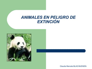 ANIMALES EN PELIGRO DE
      EXTINCIÓN




               Claudia Marcela BLAS BUENDÍA
 