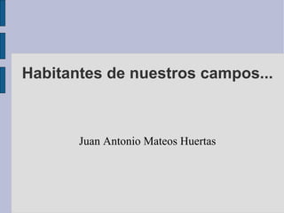 Habitantes de nuestros campos... Juan Antonio Mateos Huertas 