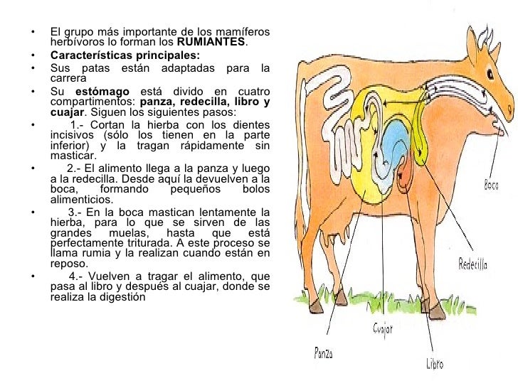 Animales