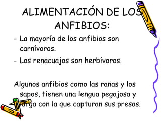 ALIMENTACIÓN DE LOS ANFIBIOS: La mayoría de los anfibios son carnívoros. Los renacuajos son herbívoros. Algunos anfibios como las ranas y los sapos, tienen una lengua pegajosa y larga con la que capturan sus presas. 