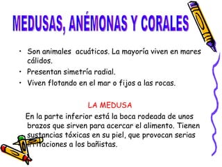 Son animales  acuáticos. La mayoría viven en mares cálidos. Presentan simetría radial. Viven flotando en el mar o fijos a las rocas. LA MEDUSA En la parte inferior está la boca rodeada de unos brazos que sirven para acercar el alimento. Tienen sustancias tóxicas en su piel, que provocan serias irritaciones a los bañistas. MEDUSAS, ANÉMONAS Y CORALES 