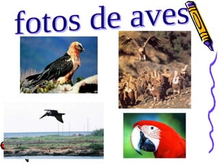 fotos de aves 