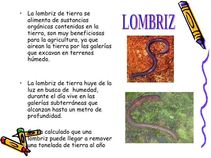 Si el gato se rompe por las lombrices que hacer