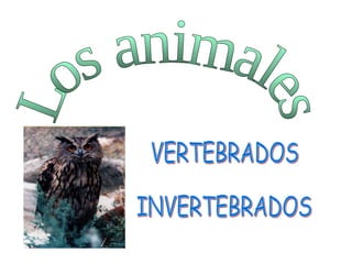Los animales VERTEBRADOS INVERTEBRADOS 