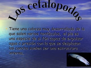 Tiene una cabeza muy desarrollada de la que salen varios tentáculos,  el pie es una especie de si fón capaz de expulsar agua a presión con la que se desplazan las concha suelen ser una estructura interna,   Los cefalopodos 
