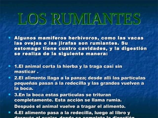 Algunos mamíferos herbívoros, como las vacas las ovejas o las jirafas son rumiantes. Su estomago tiene cuatro cavidades, y la digestión se realiza de la siguiente manera:  1.El animal corta la hierba y la traga casi sin masticar . 2.El alimento llaga a la panza; desde allí las partículas pequeñas pasan a la redecilla y las grandes vuelven a la boca. 3.En la boca estas partículas se trituran completamente. Esta acción se llama rumia.  Después el animal vuelve a tragar el alimento. 4.El alimento pasa a la redecilla, luego al libro y después al cuajar, donde se completa la digestión. LOS RUMIANTES  