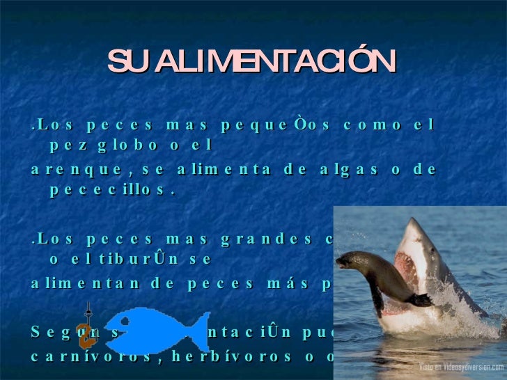 Los animales Los animales