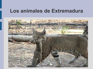 Los animales de Extremadura 