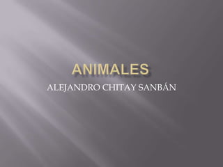ALEJANDRO CHITAY SANBÁN
 
