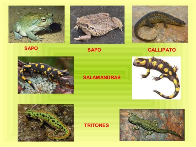 Animales